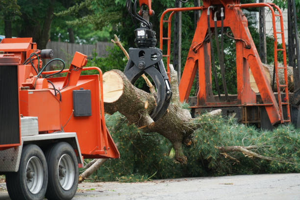 Best Storm Damage Tree Cleanup  in Obetz, OH