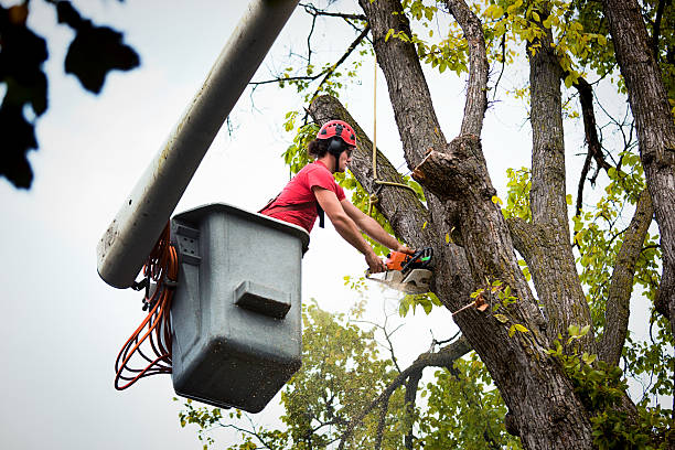  Obetz, OH Tree Services Pros