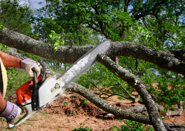 Best Tree Maintenance Programs  in Obetz, OH